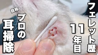 【閲覧注意】4Kで撮るフェレット達の耳掃除【ferret#501】