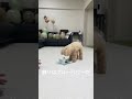 誕生日🎂 チワプー 犬のいる暮らし 愛犬 shorts