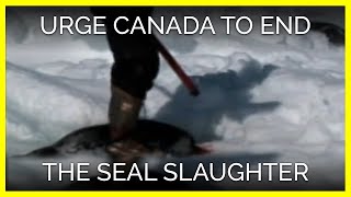 Urge Canada's Prime Minister to End the Seal Slaughter