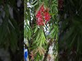 Common Red Bottlebrush | Crimson Bottlebrush Water Dripping | Red Flower Branch | Callistemon