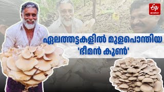 'ഭീമന്‍ കൂണി'ന് വഴിമാറി കരിഞ്ഞുണങ്ങിയ ഏലത്തട്ടകള്‍; വിനോദിന്‍റെ തോട്ടത്തിലെ കൗതുക കാഴ്‌ച കാണാം