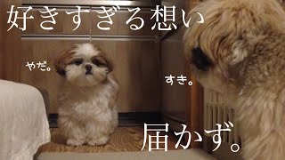 [シーズー多頭飼い]この想い。届く日はきっと来る…