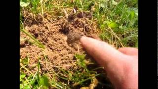 I Release Mole | Watch Mole Dig