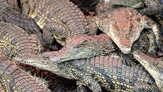 Crocodiles in Sathanur Dam[சாத்தனுர்அணையில் உள்ள முதலைகள்]