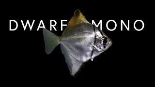 NEW Brackish Water Fish | Dwarf Mono