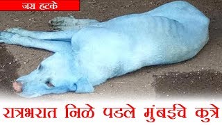 रात्रभरात निळे पडले मुंबईचे कुत्रे (Blue Dogs in Mumbai)