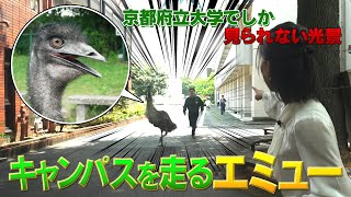 京都府立大学でしか見られない光景！？キャンパスを走るエミュー