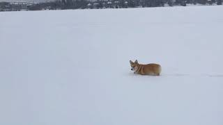 Angus the Corgi running on frozen lake