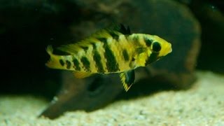 Apistogramma Baenschi Inka couple protecting their eggs