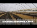 Truskawka - nowe nasadzenia w tunelu 2013