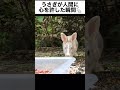 人間に心を許すうさぎ うさぎ ウサギ shorts