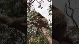 The sound of Koala