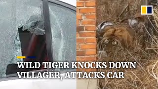 Wild tiger in China knocks down villager, attacks car