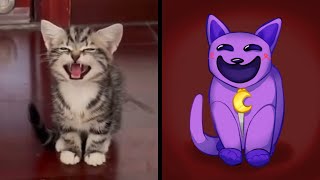 Funny Dogs And Cats Videos 2024 | When your Cat looks like CatNap 😂