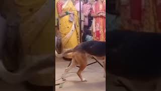 Seta dhakuj dance #santali_status_video #santalishorts #funny #santaliviral #comedy