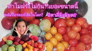 ทำไมฝรั่งไม่กินพลัมป่า.พลัมพันธุ์ที่อร่อยที่สุดในโลก.แม่มดในอิตาลี่ ep254/2019