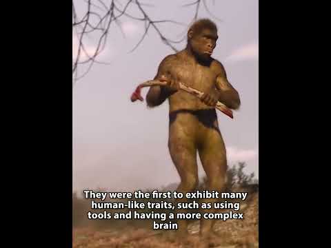 Did Homo habilis have short legs?
