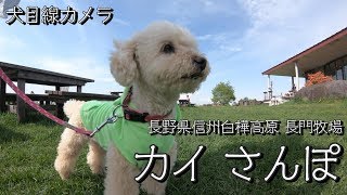 【犬目線カメラ】カイ さんぽ　長野県 長門牧場