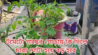 টমেটো চারার কি পরিচর্যা করলে দ্রুত মোটা হয়ে বড় হবে