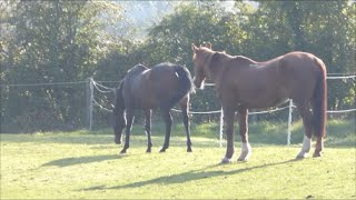 Cleaning the Stables and a Tommy Surprise!