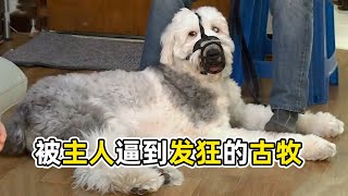 英國古代牧羊犬居然會發瘋？把古牧逼到絕境的主人，到底做了什麼