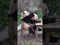 4 fakta unik tentang panda