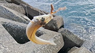 安定のキス釣りで数を狙う