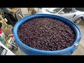 red wine making 2022 23 primary fermentation punching down the grapes