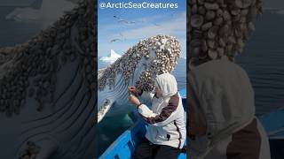 A giant white whale with millions of parasitic barnacles on its body asked an old woman for help