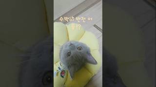 수박이 반전 어둠 챌린지?!#고양이#귀여움