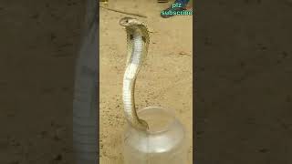 ଗୋଖର ନାଗ ଉଦ୍ଧାର!Big Indian cobra rescue. #shorts #ytshorts