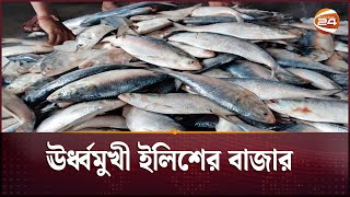 চাঁদপুরে অস্থির ইলিশের বাজার | Ilish Bazar | Bazar Update | Channel 24