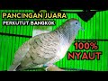 PERKUTUT BANGKOK JUARA UNTUK PANCINGAN 100% NYAUT!