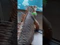 グリーンイグアナ　しっぽ部分の脱皮。ベロベロになってます。 greeniguana