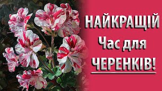 ЯК Отримати Гарні ЧЕРЕНКИ Королівської Пеларгонії? #садівництво #пеларгонии #квіти