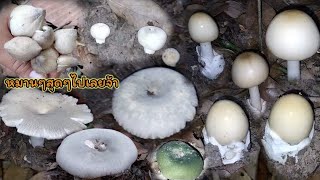 ว๊าวๆ‼️เห็ดระโงก เห็ดไค เห็ดรวม หมานสุดๆ เต็มต่า พีคสุดเจอเห็ดปลวกจ้า🍄🍄🍄15 เมษายน ค.ศ. 2022