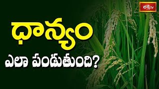 ధాన్యం ఎలా పండుతుంది? | Brahmasri Garikipati Narasimha Rao | Bhakthi TV