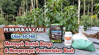 Mencegah rontok dan mempercepat pembentukan buah cabe