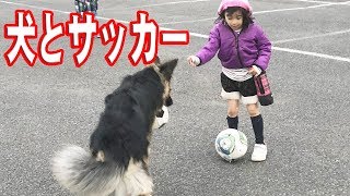 シェパード犬サッカー練習の子供達German Shepherd dog JAPANESEAKITA