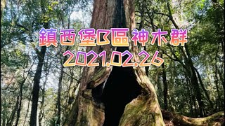 老翁退休遊記：鎮西堡B區神木群.  2021.02.26