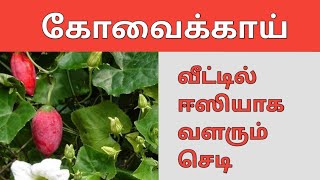 தானாக வளரும் கோவை கொடி#plants #tips #garden #yt #youtube #videos #viral #youtubevideo #tamil #shorts