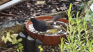 Amsel nimmt Bad