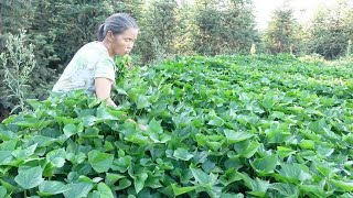 农村四哥：王四还没起床，妈妈就去菜地摘菜，给全家做美味早餐