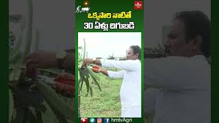 ఒక్కసారి నాటితే 30 ఏళ్లు దిగుబడి | Dragon Fruit Cultivation | Nela Talli | hmtv Agri