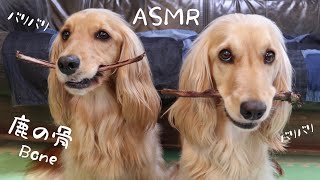 【ASMR】バリバリ骨を砕く音がたまらない～犬が鹿の骨を食べる咀嚼音