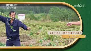 《田园帮帮团》 20240922 高手来了·种好红薯有门道|农业致富经 Agriculture And Farming