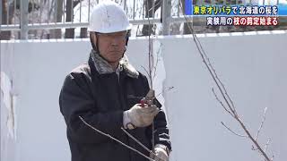 【HTBニュース】実験！東京オリパラで北海道の”サクラ”を・・・