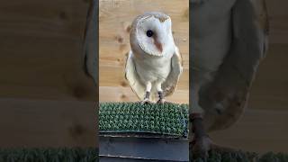 Barn Owl Popping In! #shorts