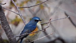 CPL-ルリビタキ１(4K) / CPL- red-flanked bluetail 1 (4K)