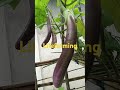 good morning i want share my eggplants plants in phils. lifefarming